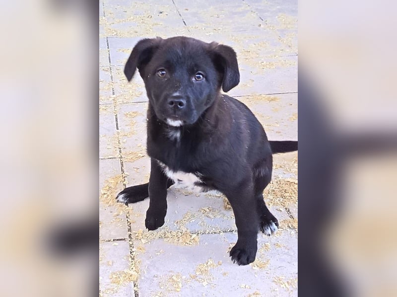 süße LIA❤️kleines Energiebündel sucht ein Für-Immer-Körbchen