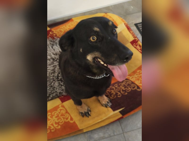 YARINA❤️zarte, entzückende kleine Hundedame: Lieb. Klug. Lernwillig.