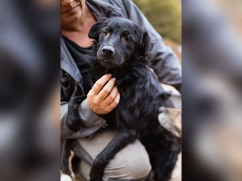 SKOCKO❤️ein Charmeur, der ganz viel Nähe und Zuwendung liebt