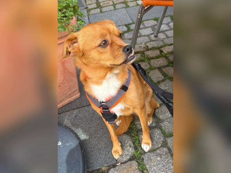 Liebste ♥Luna♥ klein, fein, stubenrein, wartet schon in 02625 Bautzen
