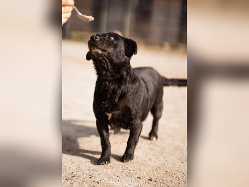 Liebste Lava - kuschelige, freundliche kleine Hündin