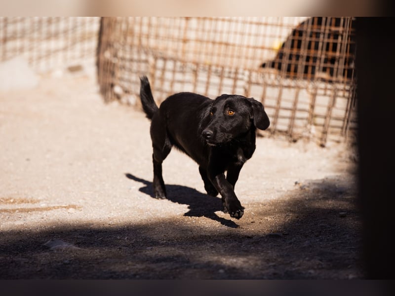 Schmusepfote Cassia ♥️ tolle Familienhündin