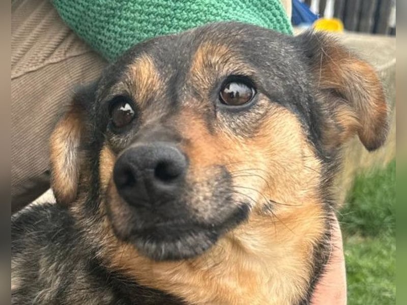 KENAI❤️kleine Kämpferin mit großem Herz & katzenverträglich