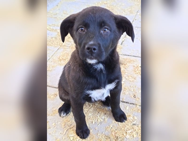 süße LIA❤️kleines Energiebündel sucht ein Für-Immer-Körbchen