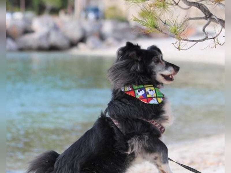 Neno ❤️ vital, neugierig + katzenverträgl.