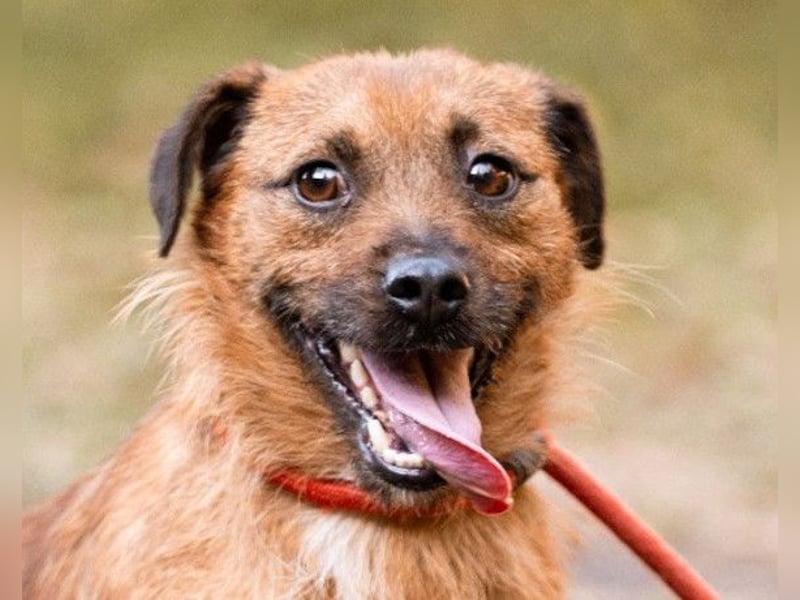 Bentley ❤️ kleiner, verspielter Lausbub!