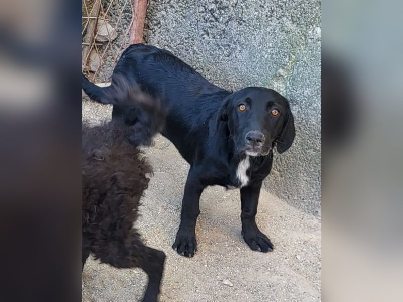 Schmusepfote Cassia ♥️ tolle Familienhündin