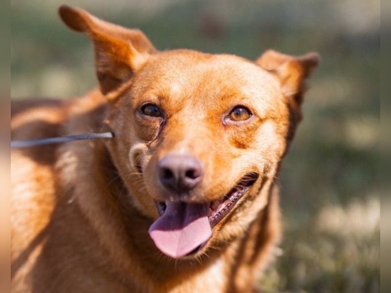 Sanfte SIMBA❤️eine liebevolle Seele - gerettet und bereit fürs Glück!