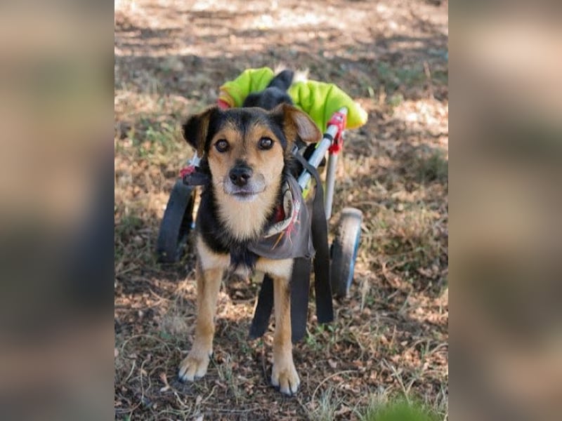 Rollibub ♥ ROBY ♥ aktiv, liebevoll und verschmust