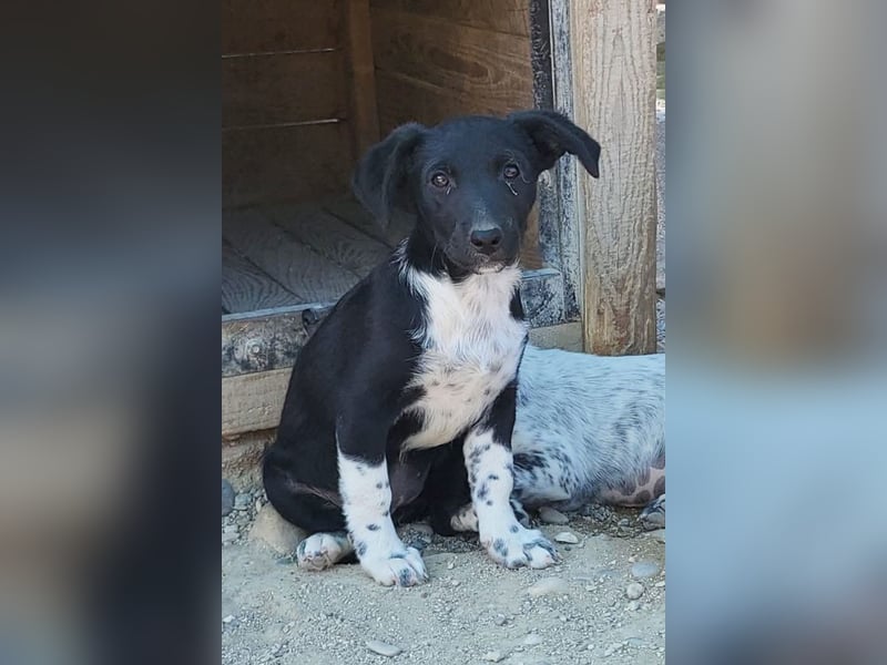 Welpenmädchen Chana ❤️ so verspielt & aufgeschlossen!