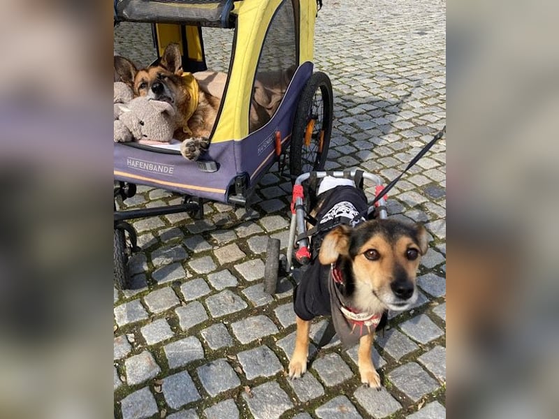Rollibub Roby - aktiv und verschmust