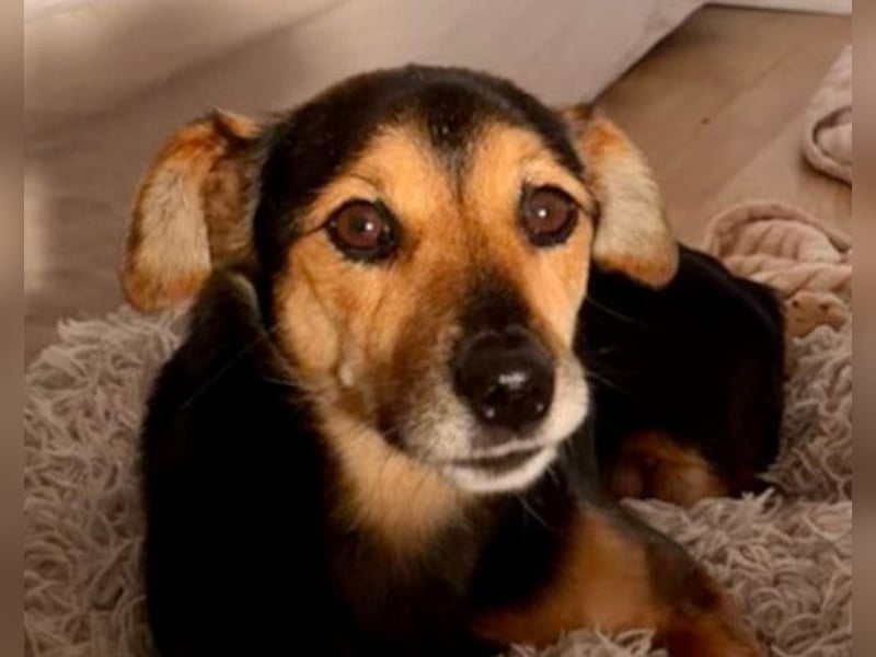 Roby ❤️ aktiver, verschmuster Rollibub Roby ❤️ aktiver, verschmuster Rollibub