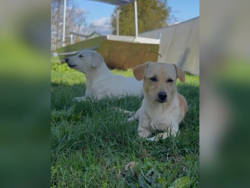 Belle ❤️ süßes, verspieltes Hundemädchen Belle ❤️ süßes, verspieltes Hundemädchen