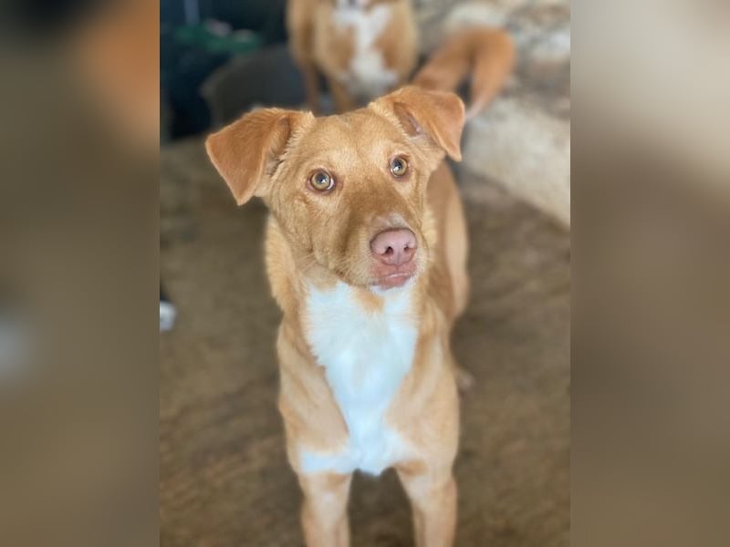 Novis, geb. ca. 09/2025, lebt in GRIECHENLAND, auf einer privaten Pflegestelle