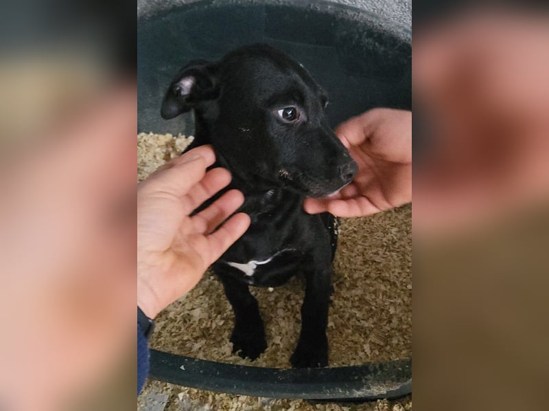 Monty - neugieriger, so lieber kleinerbleibender Hundebub