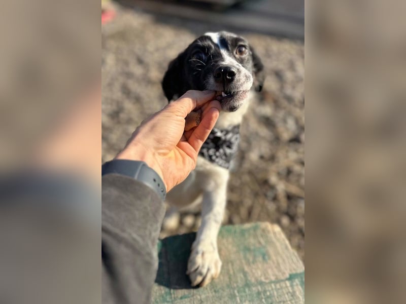 Kleine feine ♥ Jupi ♥ bezauberndes Wesen