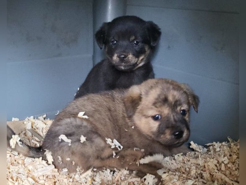 Timmy ❤️ junger, aktiver, so lieber Bub!