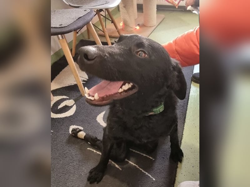 Floyd ❤️ liebenswerter, tapferer Kämpfer Floyd ❤️ liebenswerter, tapferer Kämpfer