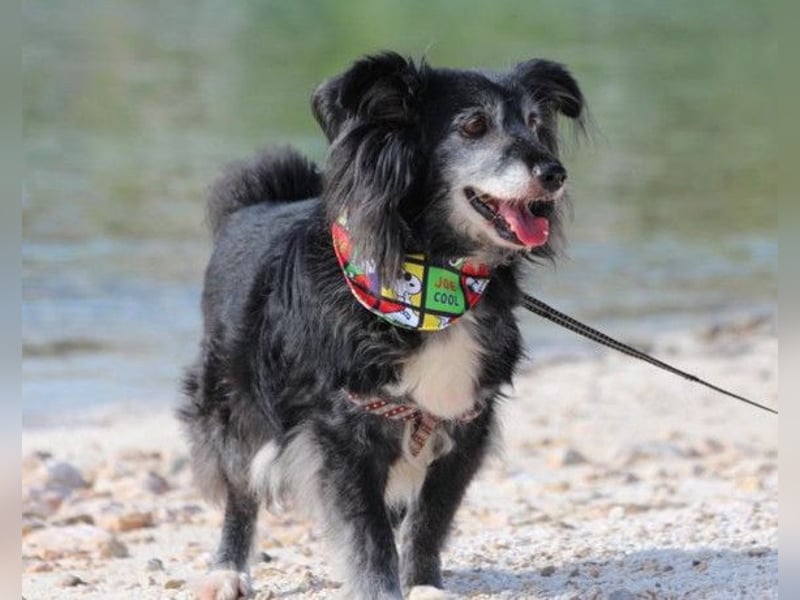 Neno ❤️ vital, neugierig + katzenverträgl.