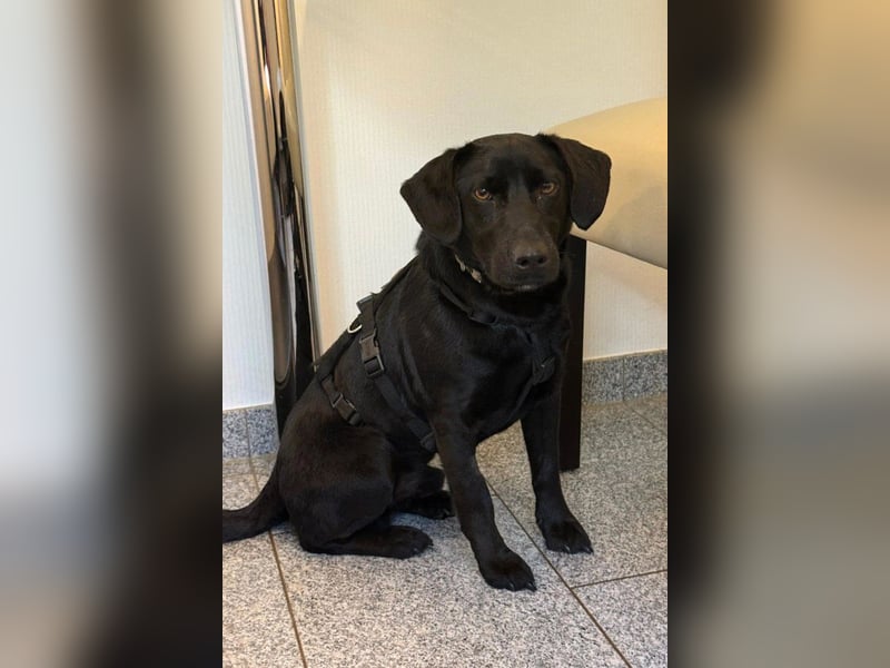 Black-Beauty ♥Sammy♥ wartet bereits in 66583 Spiesen-Elversberg