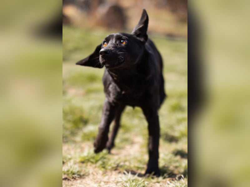 Black-Beauty ♥Sammy♥ wartet bereits in 66583 Spiesen-Elversberg