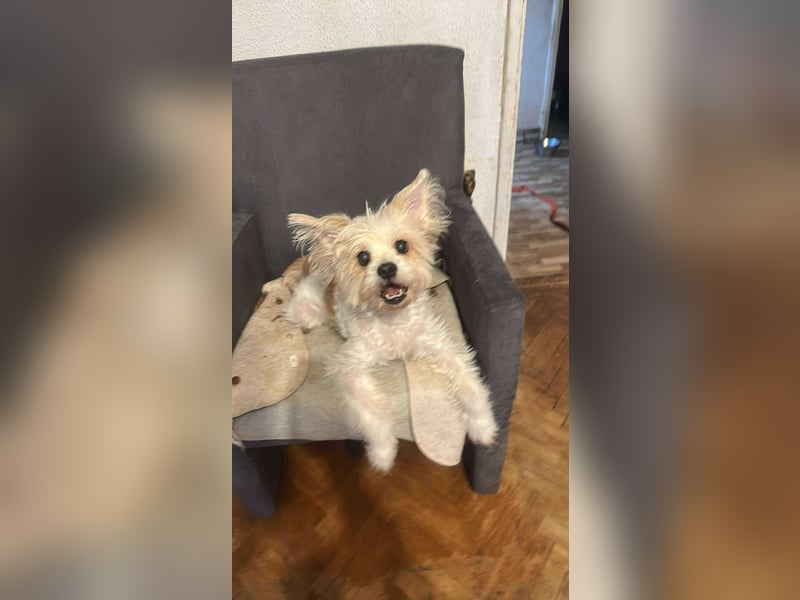 Mily, kleine Seniorin sucht Residenzplätzchen