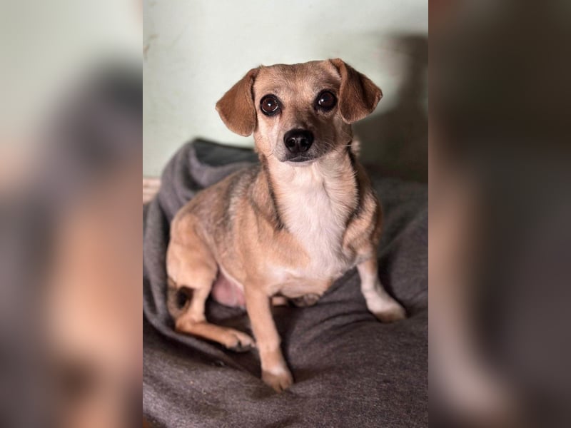 Sanfte ♥ Mirna ♥ wartet bereits in 67663 Kaiserslautern auf ihre Für-Immer-Familie