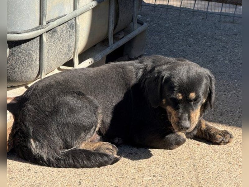 Junge Aimi sucht ihr großes Glück