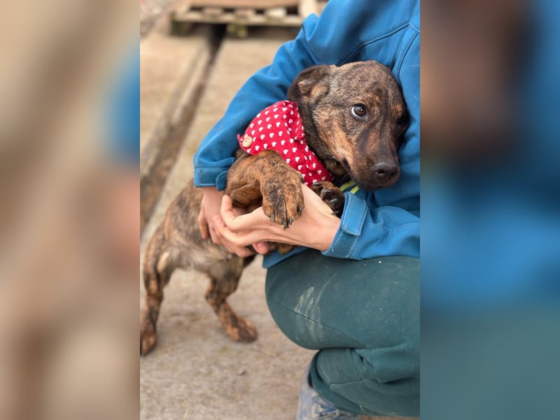 BEA❤️zauberhafte Welpen-Knutschkugel sucht ein liebevolles Zuhause