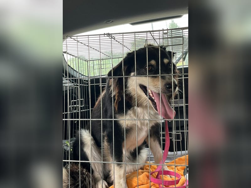 Lucy ❤️ offene, neugierige, so liebe Hundedame