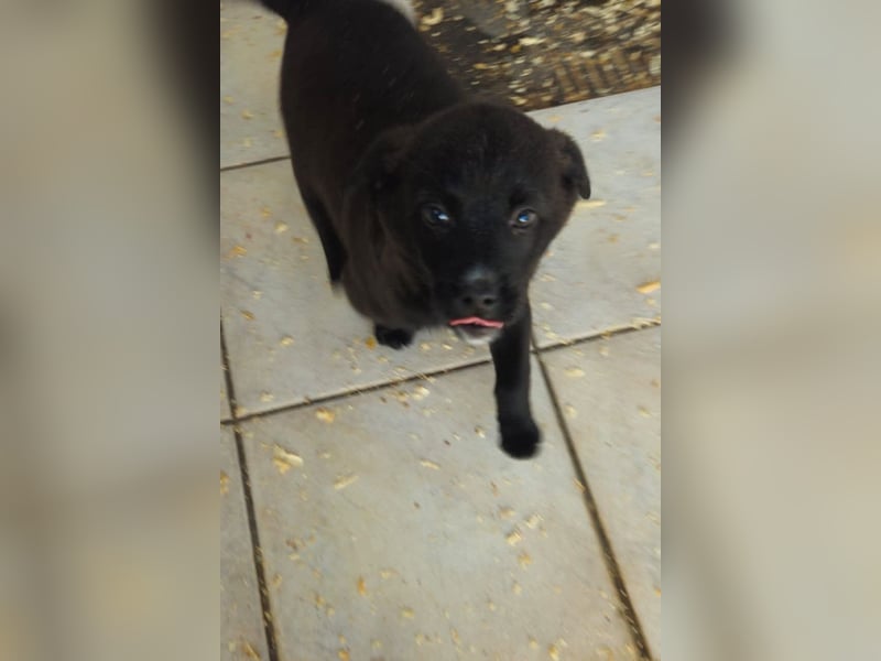 süße LIA❤️kleines Energiebündel sucht ein Für-Immer-Körbchen