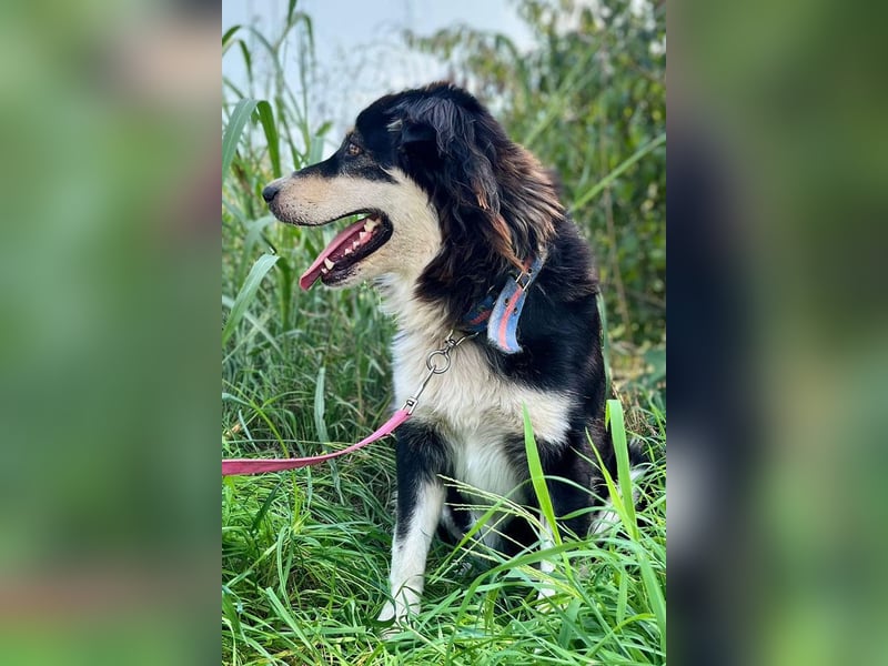 Lucy ❤️ offene, neugierige, so liebe Hundedame