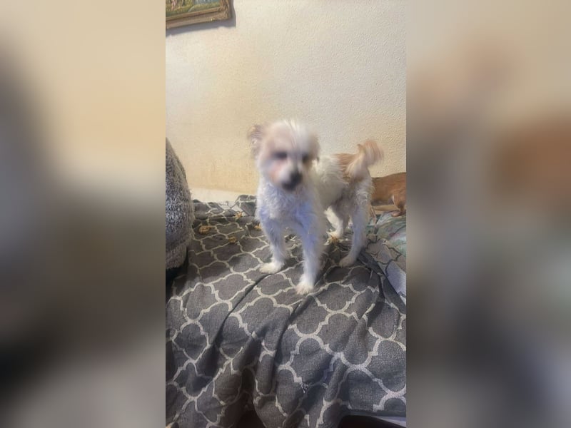 Mily, kleine Seniorin sucht Residenzplätzchen