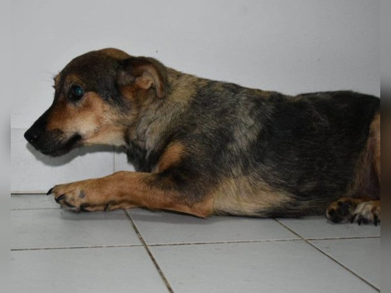 KENAI❤️kleine Kämpferin mit großem Herz & katzenverträglich