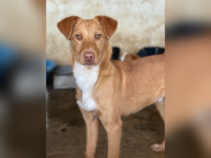 Novis, geb. ca. 09/2025, lebt in GRIECHENLAND, auf einer privaten Pflegestelle