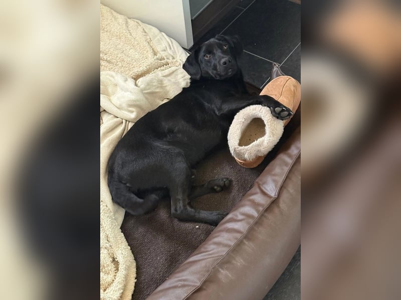 Black-Beauty ♥Sammy♥ wartet bereits in 66583 Spiesen-Elversberg