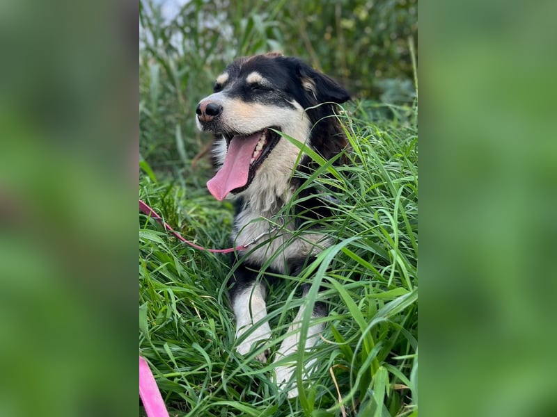 Lucy ❤️ offene, neugierige, so liebe Hundedame