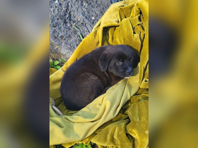 süße LIA❤️kleines Energiebündel sucht ein Für-Immer-Körbchen