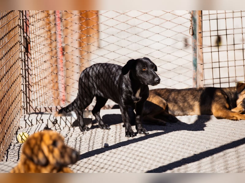 Schmusepfote Cassia ♥️ tolle Familienhündin