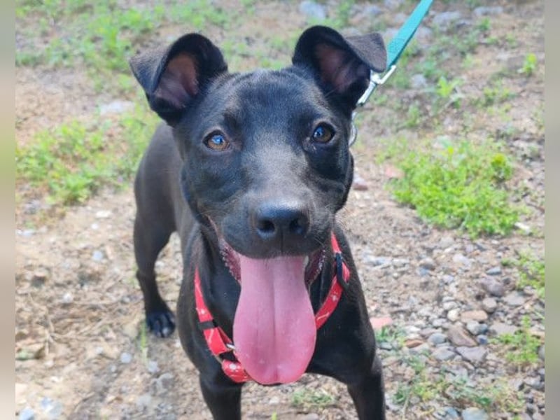 Kleine ♥ Kascha ♥ lieb und auch katzenverträglich