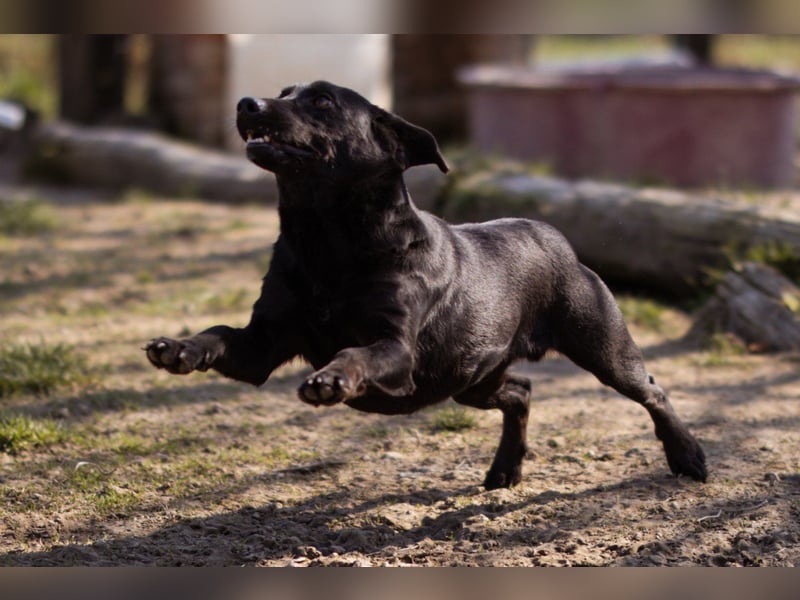 Black-Beauty ♥Sammy♥ wartet bereits in 66583 Spiesen-Elversberg