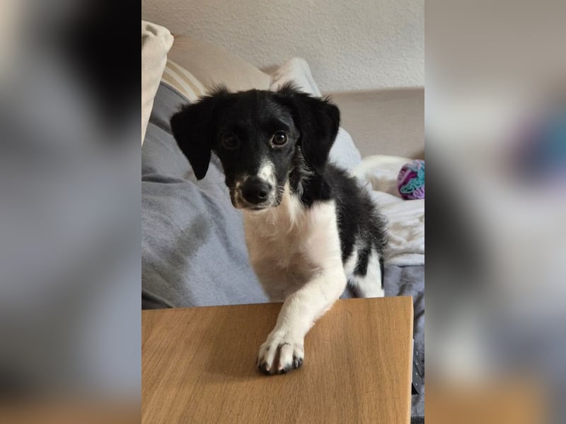 Süße ♥Suki♥ wartet bereits in 32130 Enger auf ihre Für-Immer-Menschen