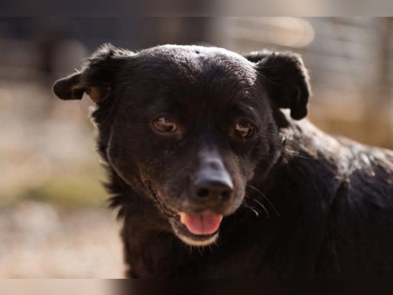 Liebste Lava - kuschelige, freundliche kleine Hündin