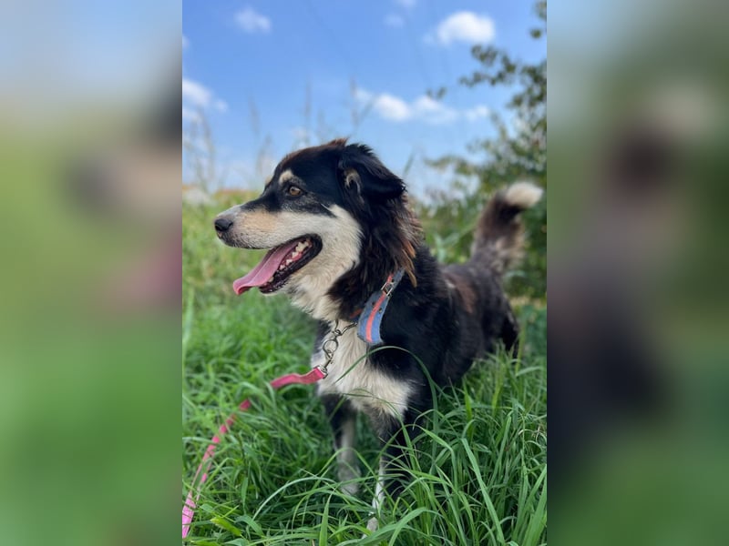 Lucy ❤️ offene, neugierige, so liebe Hundedame