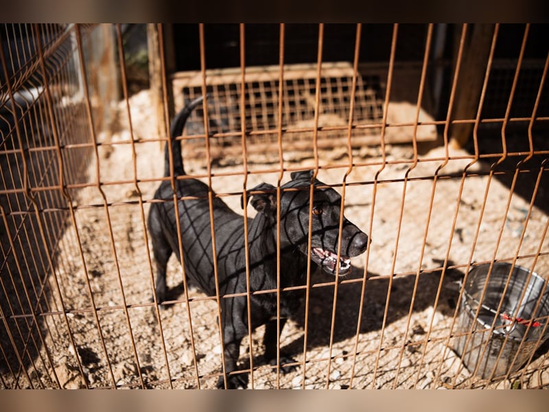 Kajo ❤️ super lieber Bub sucht Zuhause