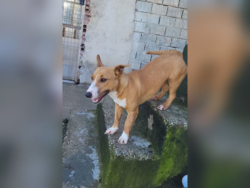 Aurelia ❤️ aufgeweckte, so fröhliche Maus