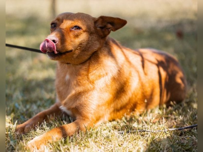 Sanfte SIMBA❤️eine liebevolle Seele - gerettet und bereit fürs Glück!