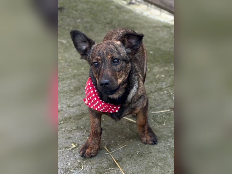 BEA❤️zauberhafte Welpen-Knutschkugel sucht ein liebevolles Zuhause