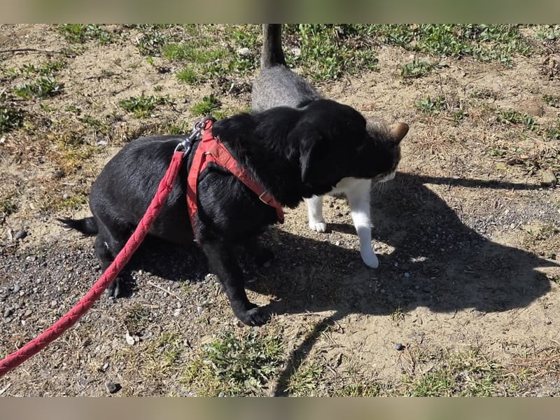 Lucy ❤️ kleine, verschmuste + katzenverträgl. Zuckerschnute