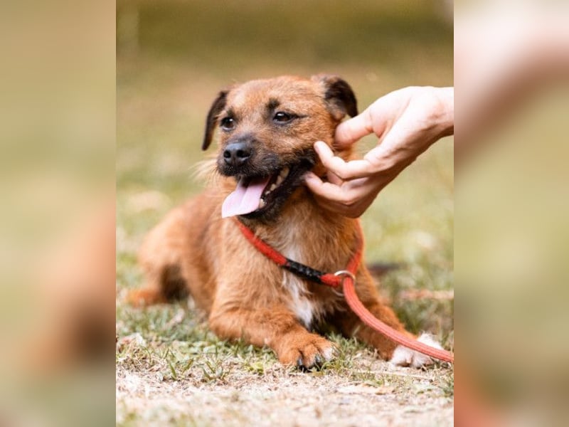 Bentley ❤️ kleiner, verspielter Lausbub!